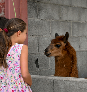 Balad'alpagas | La Ferme du Champ rouge