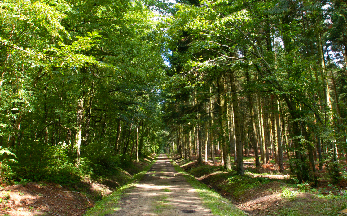 © Forêt de Sallèdes