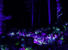 Auvèrnha : Parcours nocturne conté, son et lumières | La forêt des Arboris