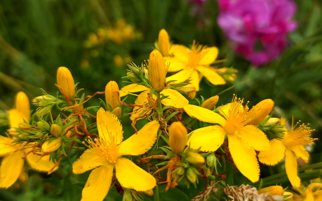 © Sortie Botanique : Plantes Médicinales et Comestibles | Manon Des Herbes