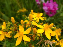 Sortie Botanique : Plantes Médicinales et Comestibles | Manon Des Herbes