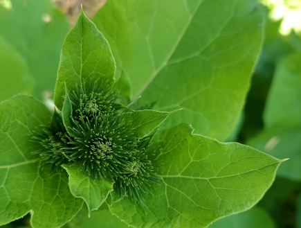 Sortie Botanique : Plantes Médicinales et Comestibles | Manon Des Herbes