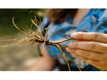 Sortie Botanique : Plantes Médicinales et Comestibles | Manon Des Herbes