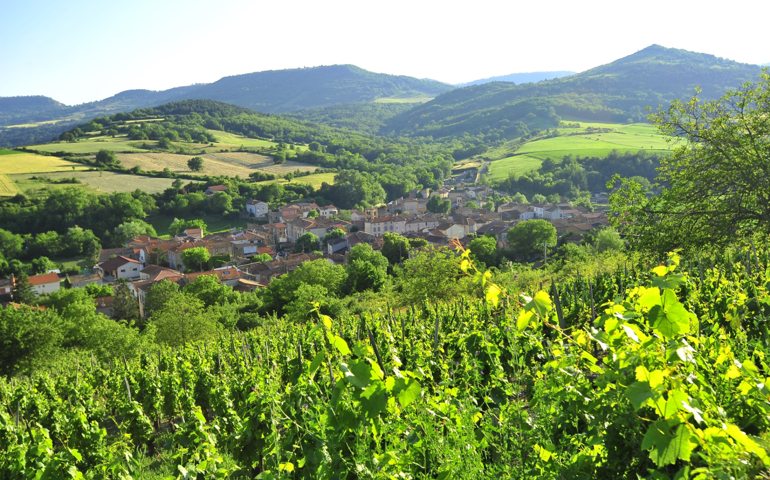 © Visite guidée architectures et paysages de la vigne