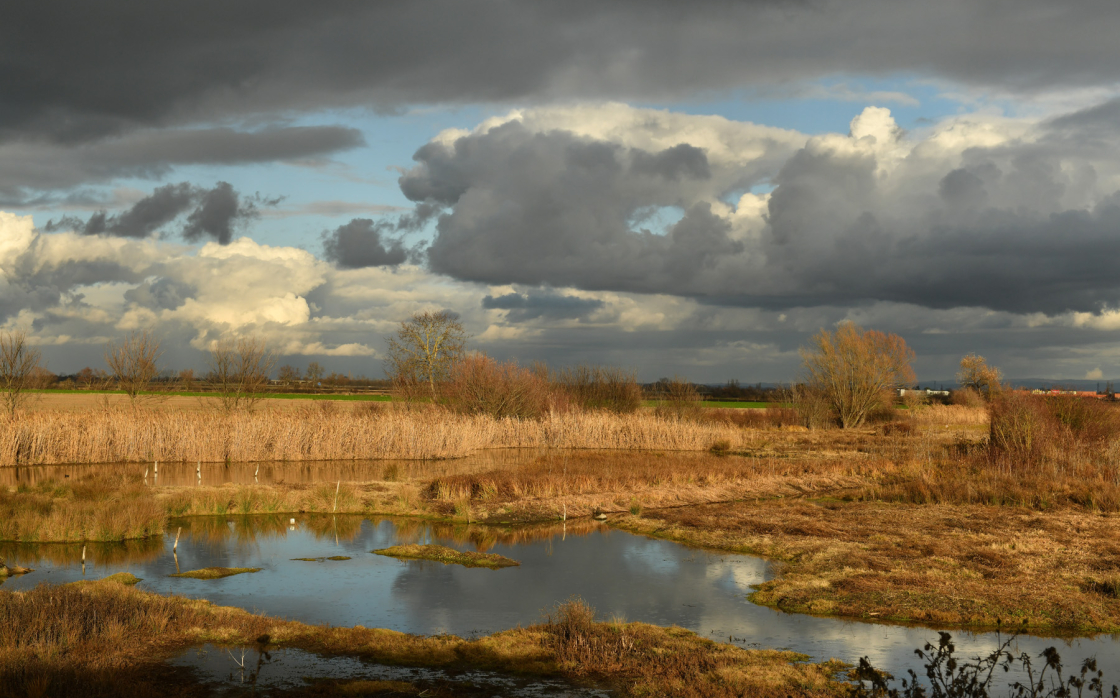 © Le Temps de la Migration au Marais de Lambre !