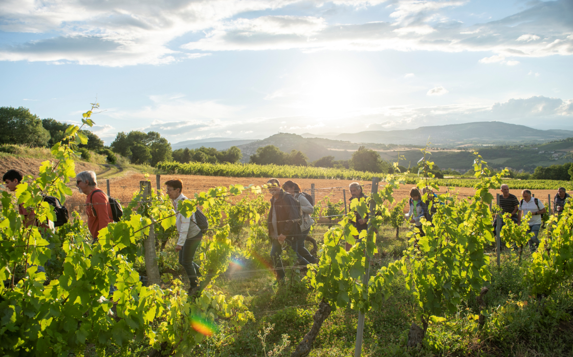 © Visite découverte de la cave et dégustations | Domaine les Vents d’Ange