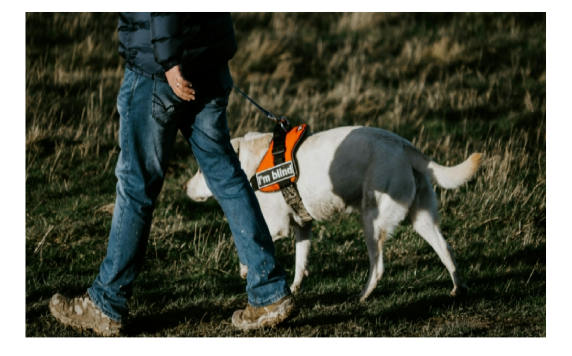 © Temps Forts : Découverte des chiens guides d’aveugles | Médiathèque de Vic-Le-Comte