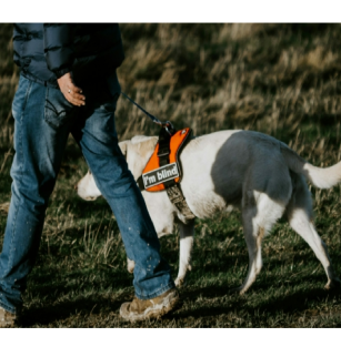 Temps Forts : Découverte des chiens guides d’aveugles | Médiathèque de Vic-Le-Comte