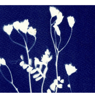 Temps Forts : Exposition cyanotype | Médiathèque des Martres-de-Veyre