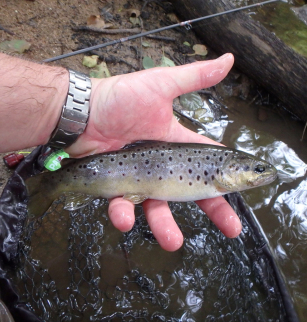 Pêche à la mouche