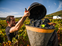 vignes et vendanges - AOC Côtes d'Auvergne