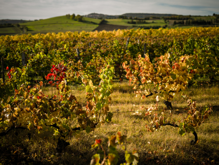 vignoble volcanique